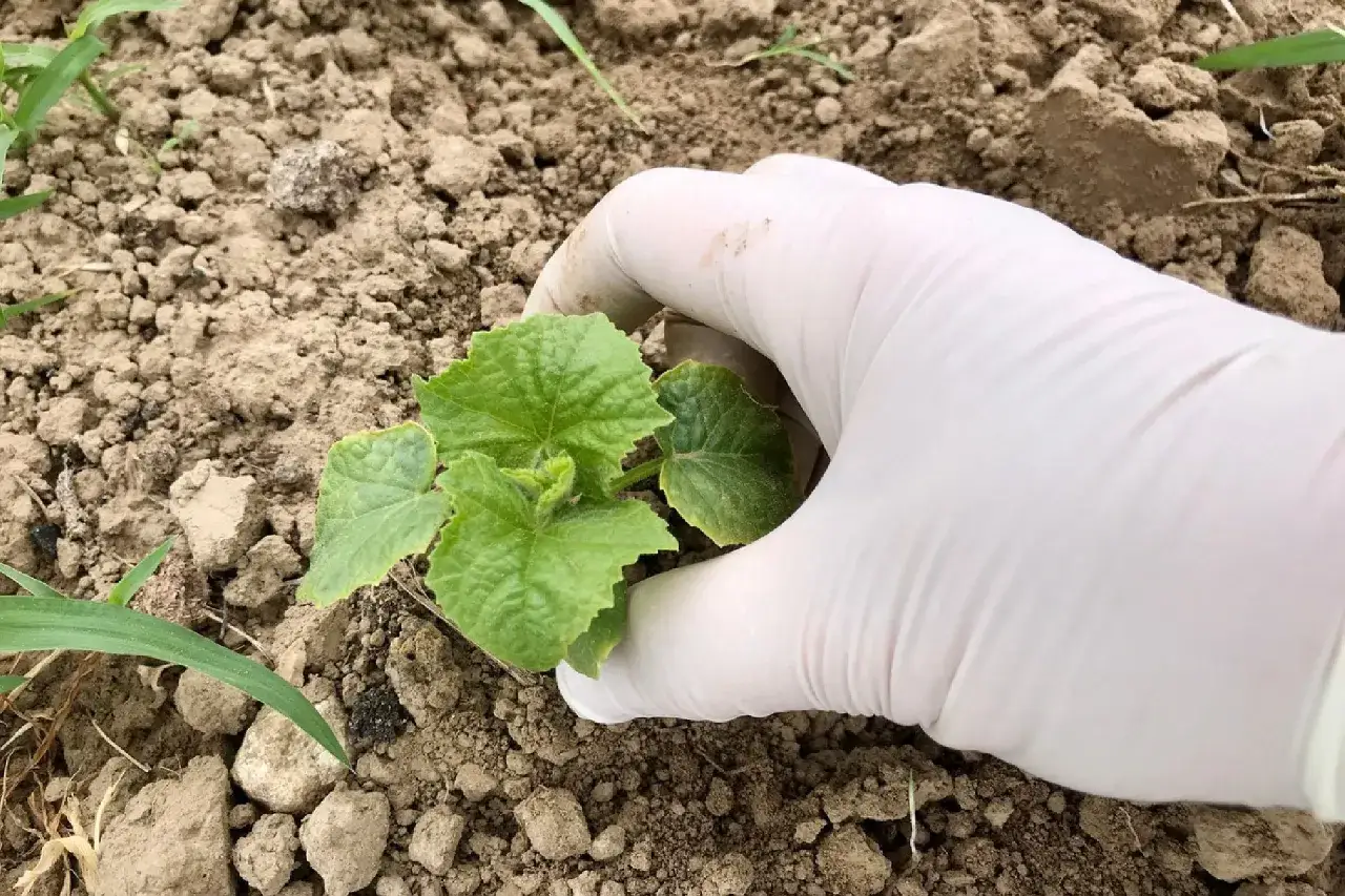 Zdjęcie Czy można siać ogórki w lipcu? Sprawdź, jak to zrobić skutecznie