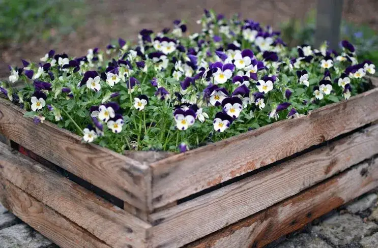Zdjęcie Jak zrobić kwietnik z palety - 5 prostych kroków do pięknego ogrodu