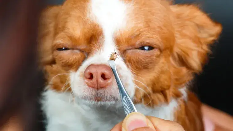 Zdjęcie Kleszcz u psa: po jakim czasie pojawiają się objawy chorób?