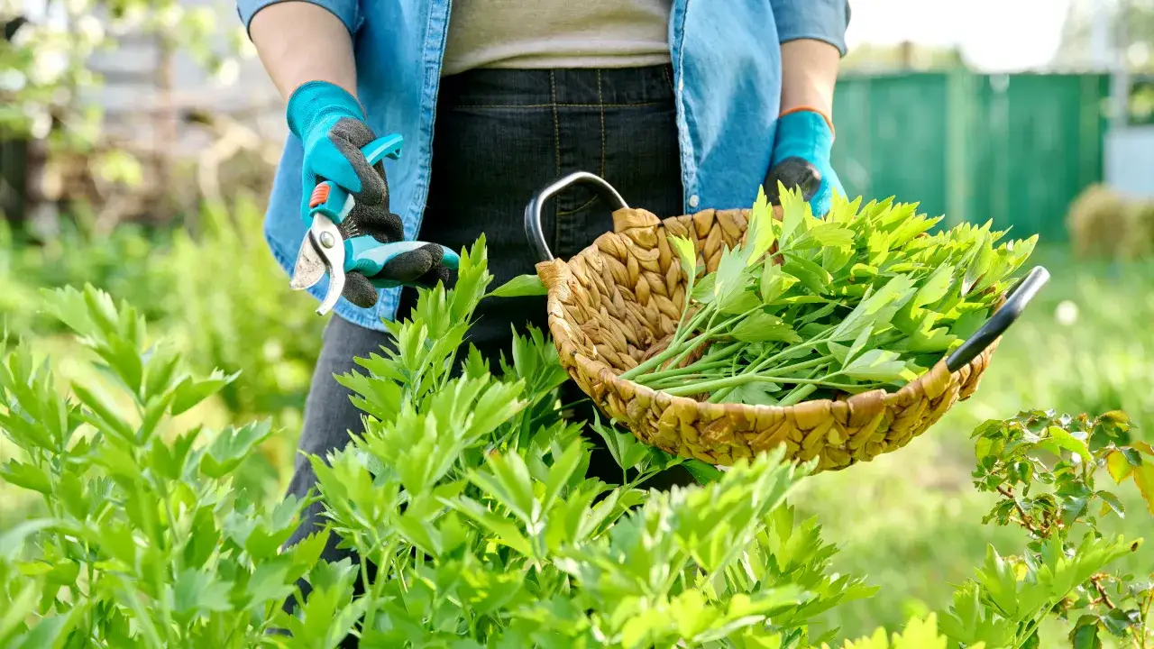 Zdjęcie Magiczne zioła, które dodadzą dziczynie niepowtarzalnego smaku i aromatu