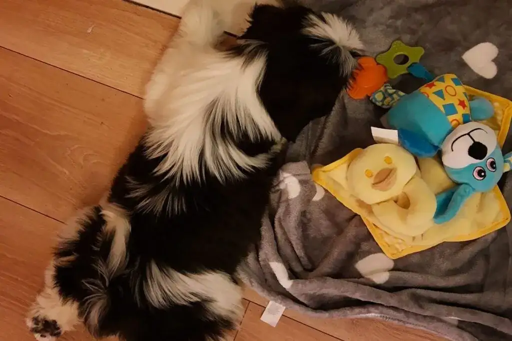 Zdjęcie Co kupić dla szczeniaka? Najważniejsze akcesoria, które musisz mieć