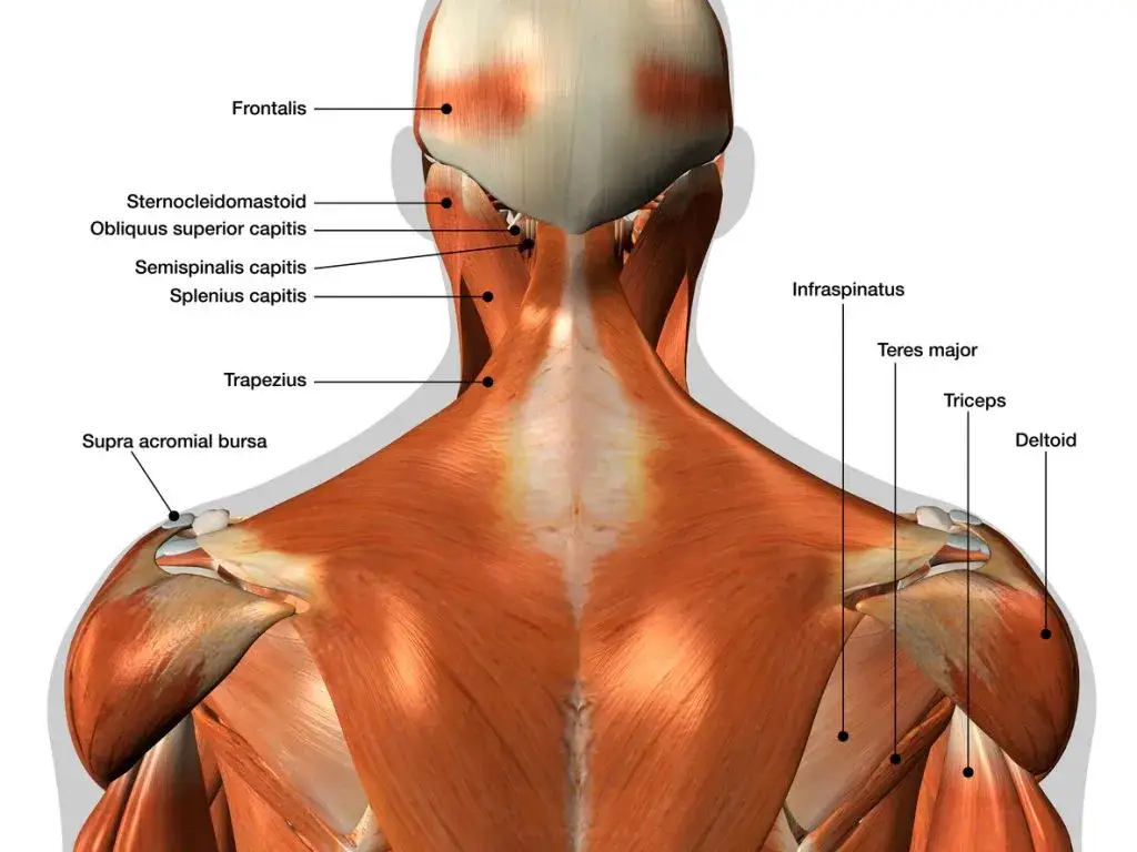 Zdjęcie ¿Dolor de hombro? Entiende tus músculos, fortalece y dile adiós