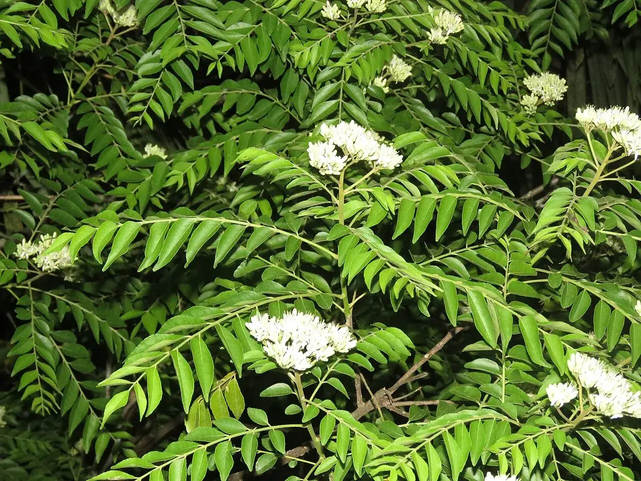 Zdjęcie Gdzie kupić liście curry? Odkryj najlepsze miejsca i opcje