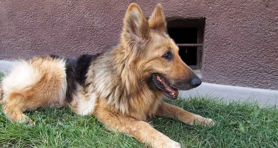 Zdjęcie Ile kosztuje zabieg eutanazji psa? Poznaj ceny i ukryte koszty