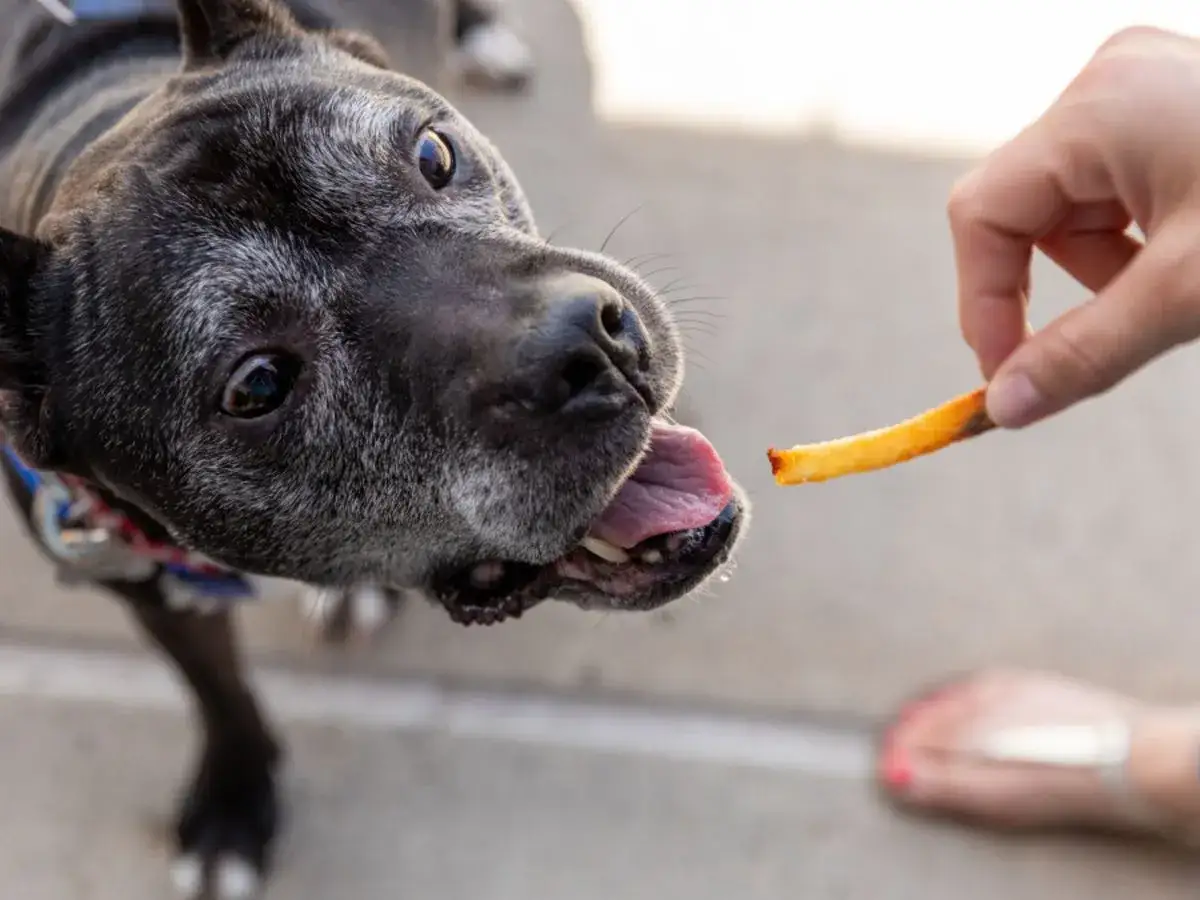 Zdjęcie Czy pies może jeść frytki - poznaj zagrożenia dla zdrowia swojego pupila