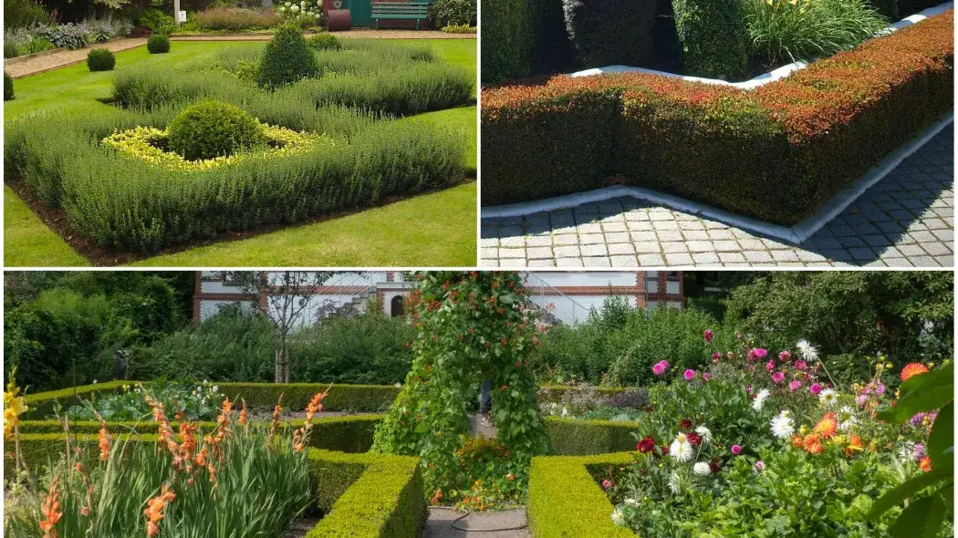 Zdjęcie Co na niski żywopłot? Najlepsze rośliny i porady pielęgnacyjne