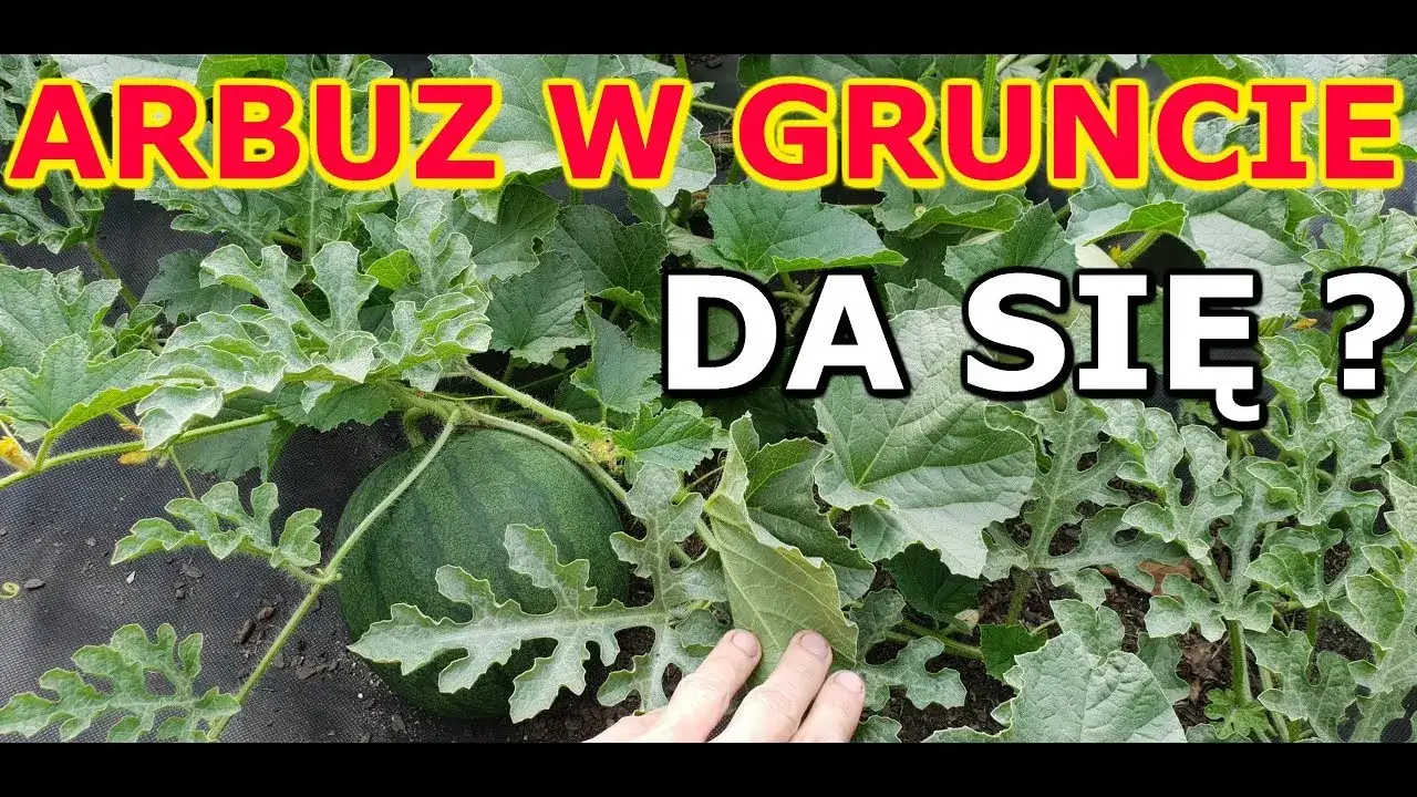 Zdjęcie Jak uprawiać arbuzy w gruncie - uniknij najczęstszych błędów