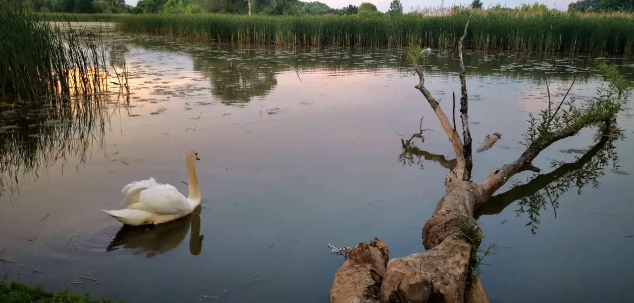 Zdjęcie Jezioro Wilanowskie: piękno natury, ryby i ptaki w Warszawie
