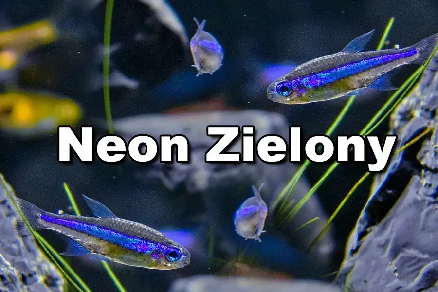 Zdjęcie Jakie podłoże do akwarium z neonkami zapewni zdrowe ryby?