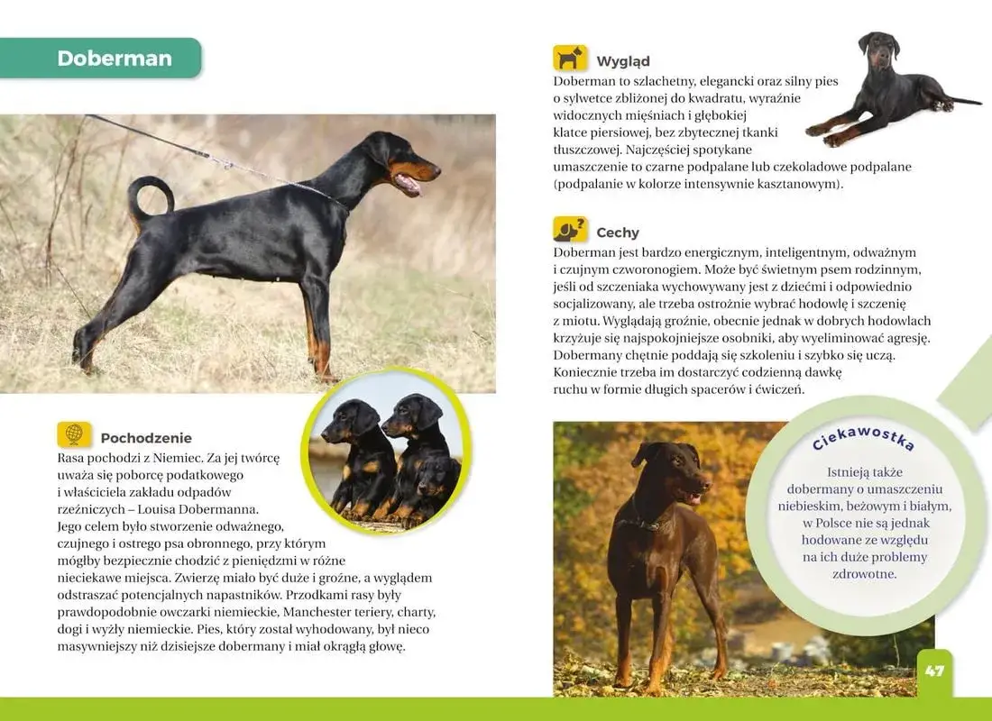 Zdjęcie Atlas ps&oacute;w dla dzieci: Książki i aplikacje wybierz najlepszy!