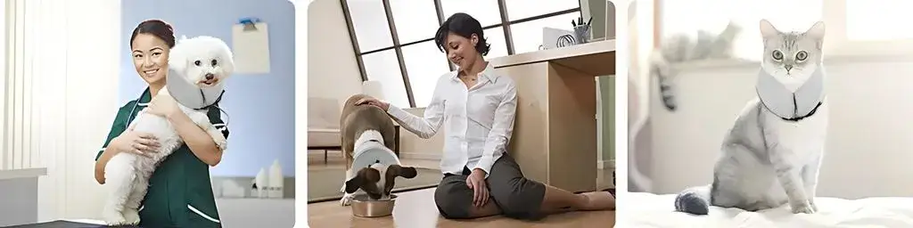 Zdjęcie Alternatywy dla kołnierza psa: komfortowe opcje dla zdrowia pupila