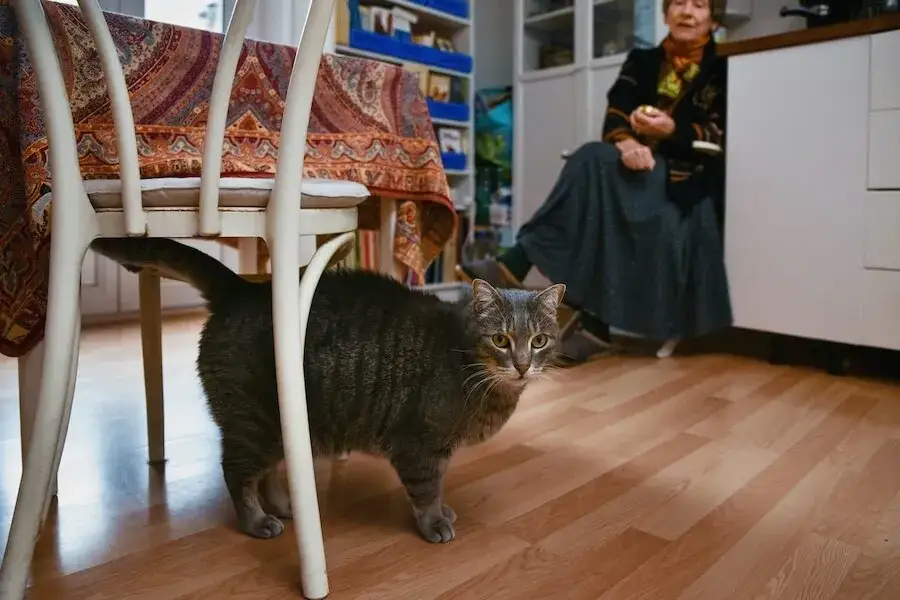 Zdjęcie Ile razy kotka może być w ciąży? Zaskakujące fakty o zdrowiu kotek