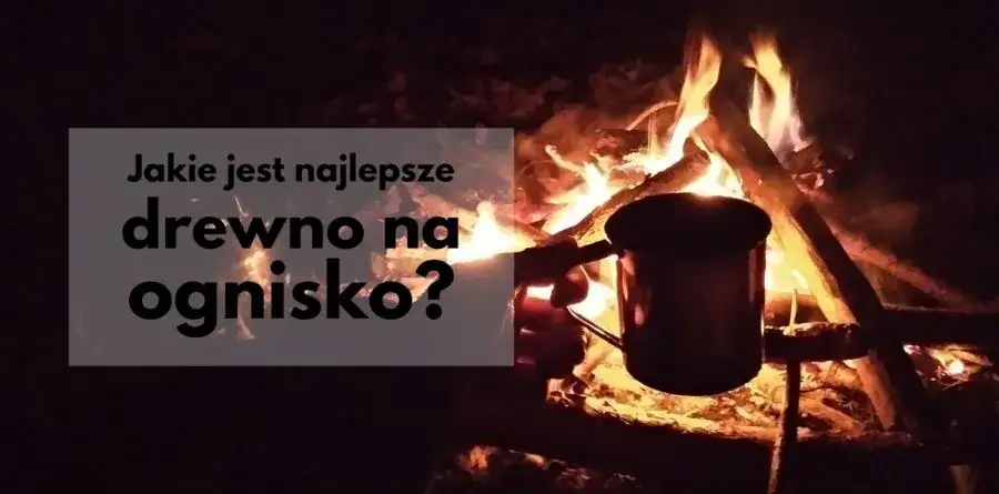 Zdjęcie Jakie drzewo na ognisko? Oto najlepsze wybory do udanego ogniska