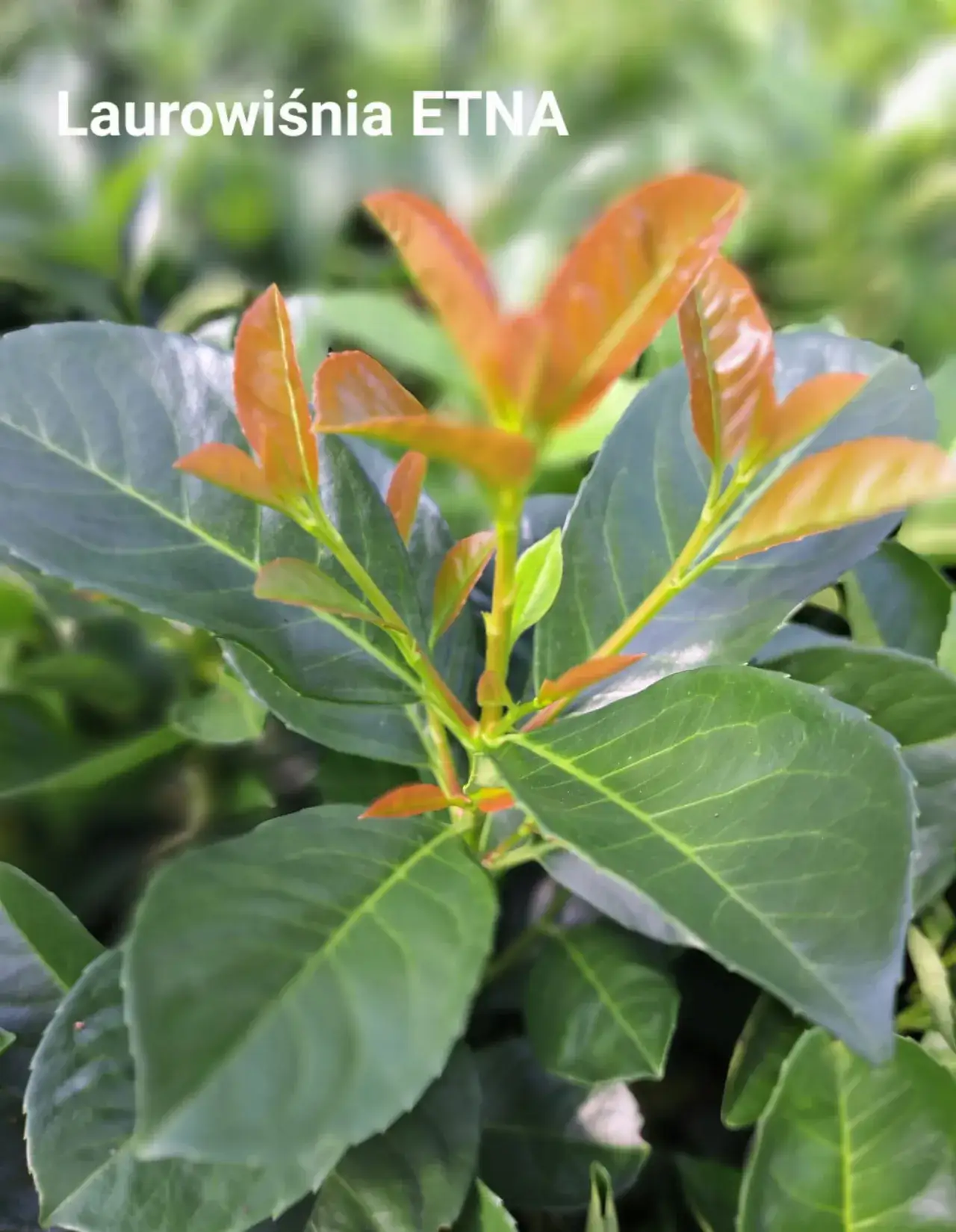 Zdjęcie Laurowiśnia etna co ile sadzić, by uniknąć problemów z wzrostem