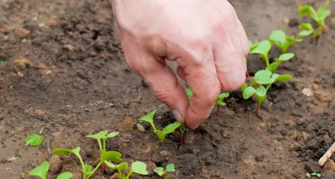 Zdjęcie Kiedy siać rzodkiewkę? Kalendarz siewu dla obfitych plon&oacute;w