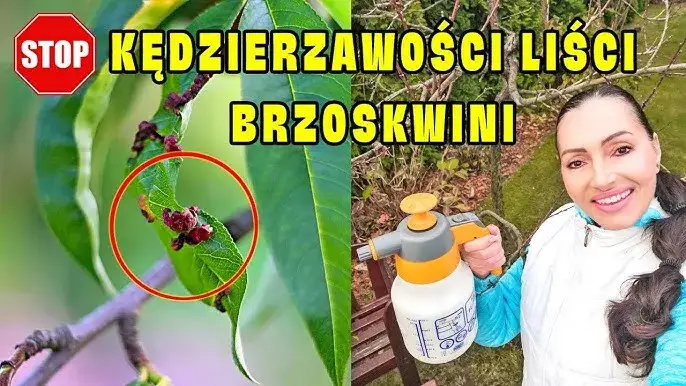 Zdjęcie Kiedy opryskiwać brzoskwinie, aby uniknąć chorób i szkodników?