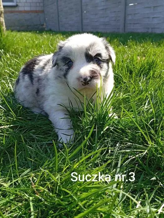 Zdjęcie Ile kosztuje border collie z hodowli? Sprawdź, co wpływa na cenę