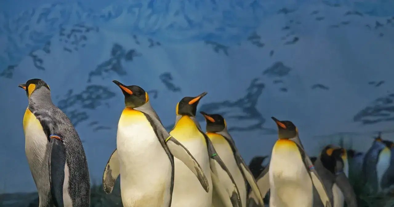 Zdjęcie Jak rozmnażają się pingwiny? Zaskakujące fakty o ich cyklu życia