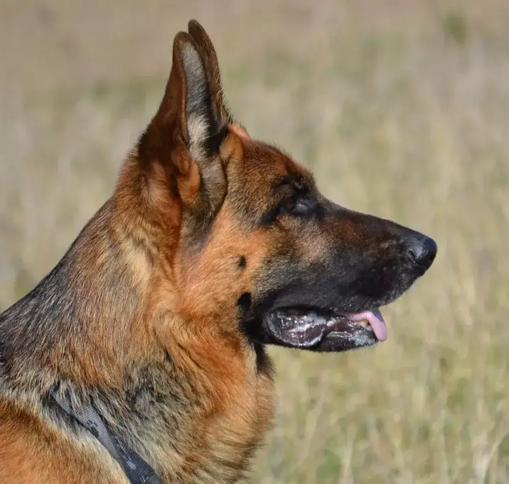 Zdjęcie Jak postępować ze szczeniakiem owczarka niemieckiego, aby uniknąć problem&oacute;w