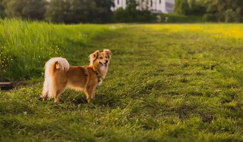 Zdjęcie Gdzie na spacer z psem koło Krakowa? Odkryj najlepsze miejsca