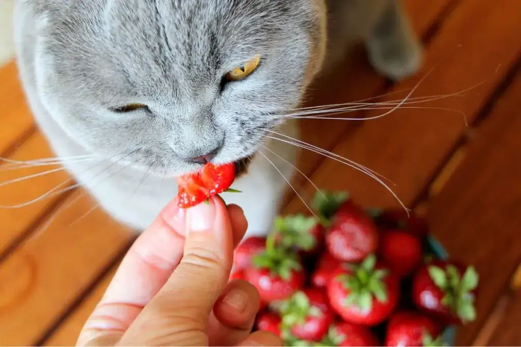 Zdjęcie Maliny dla kota: czy można je bezpiecznie podawać i w jakich ilościach