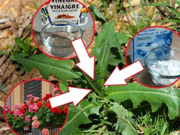 Zdjęcie Wysokie chwasty: zagrożenia dla zdrowia i skuteczne metody zwalczania