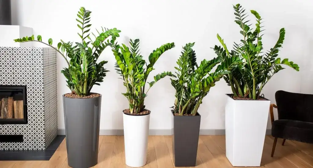 Zdjęcie Jakie kwiaty do kwietnika wybrać? Proste rośliny, które zachwycą wnętrze