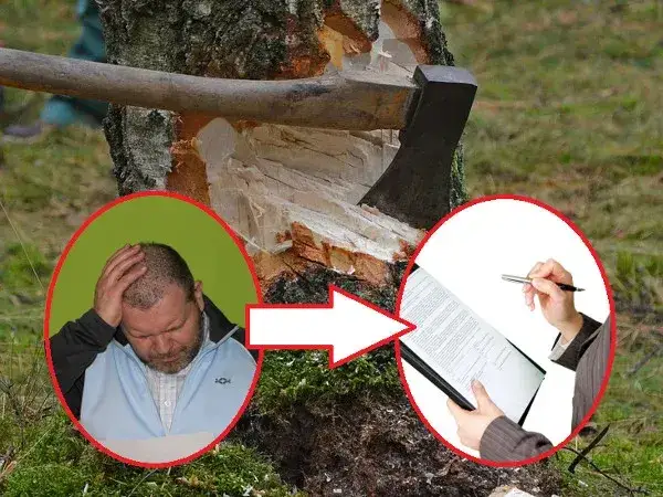 Zdjęcie Jak umotywować wniosek o wycięcie drzewa, aby uniknąć odmowy?