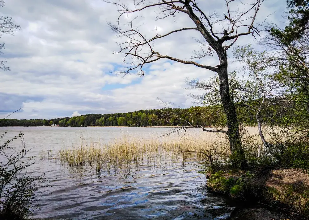Zdjęcie Jezioro Dąbie Wielkie - piękne miejsce na wypoczynek i ryby