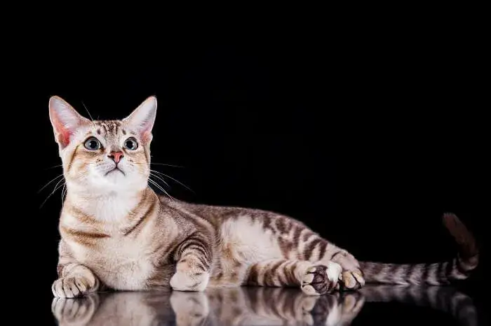 Zdjęcie Jakie rasy kotów są najlepsze do przytulania i tworzenia więzi?