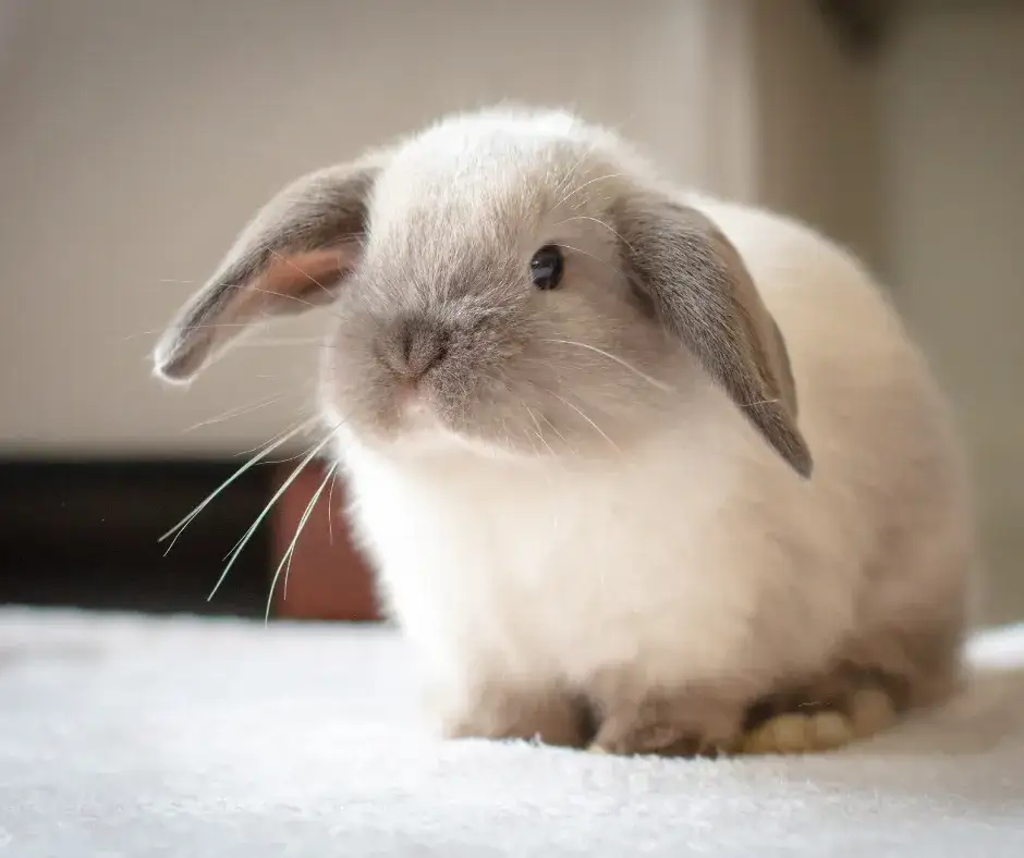 Zdjęcie Dlaczego królik tupie w nocy? Odkryj tajemnice jego zachowań