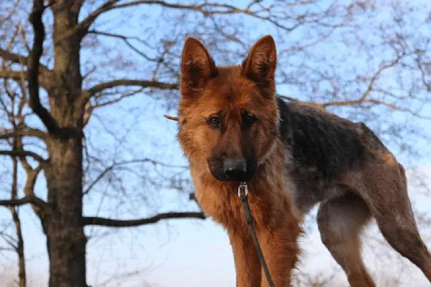 Zdjęcie Adopcja owczarka niemieckiego: co musisz wiedzieć przed decyzją o psie?