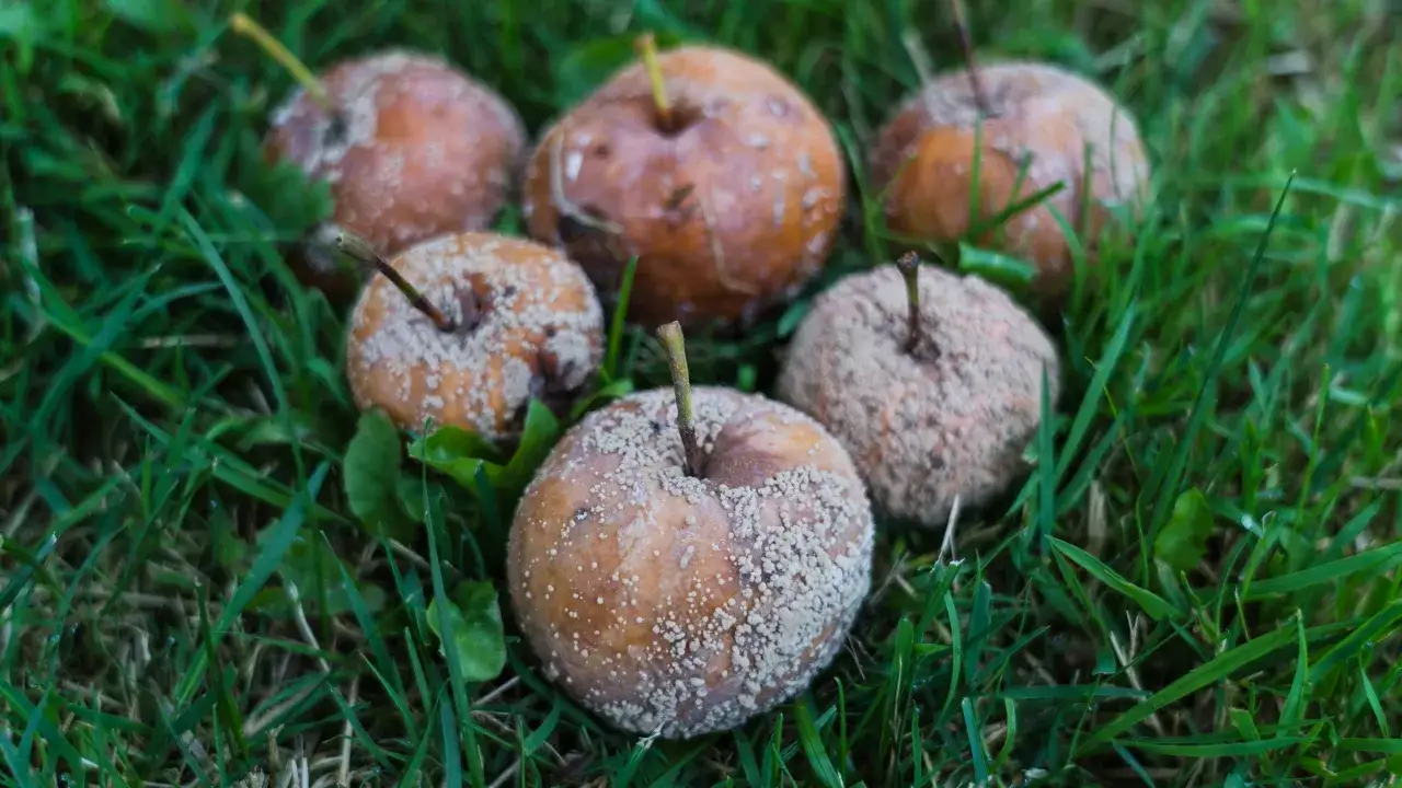 Zdjęcie Czy zgniłe jabłka na kompost? Sprawdź, co zrobić z nadgniłymi owocami