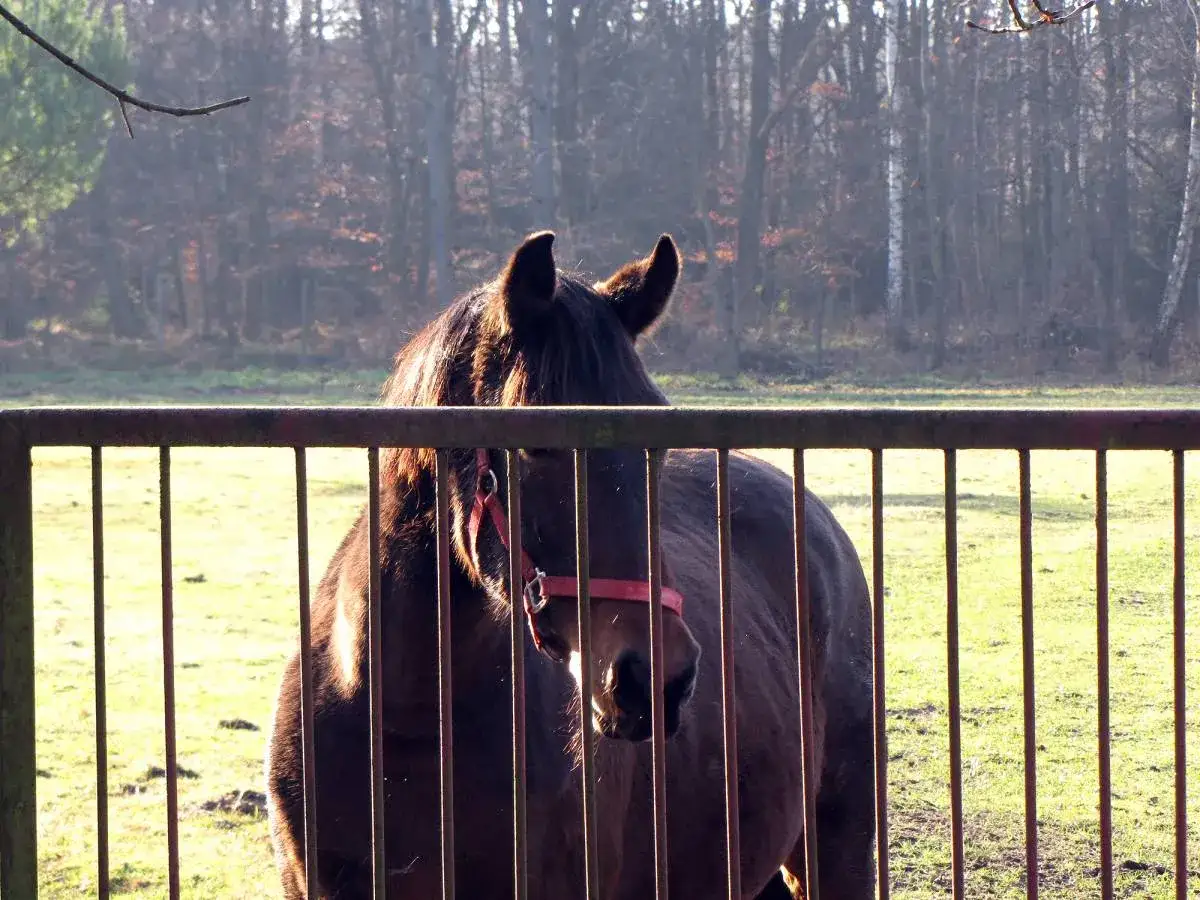 Zdjęcie Najlepsze stadniny koni w Tychach – nauka jazdy konnej i atrakcje