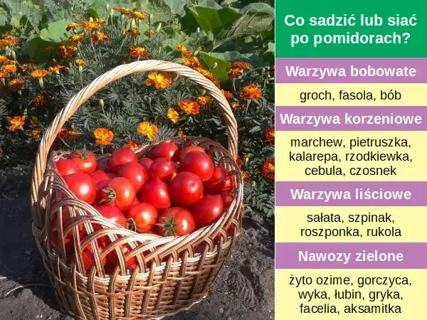 Zdjęcie Jakie warzywa sadzić po pomidorach, aby uniknąć problemów z glebą