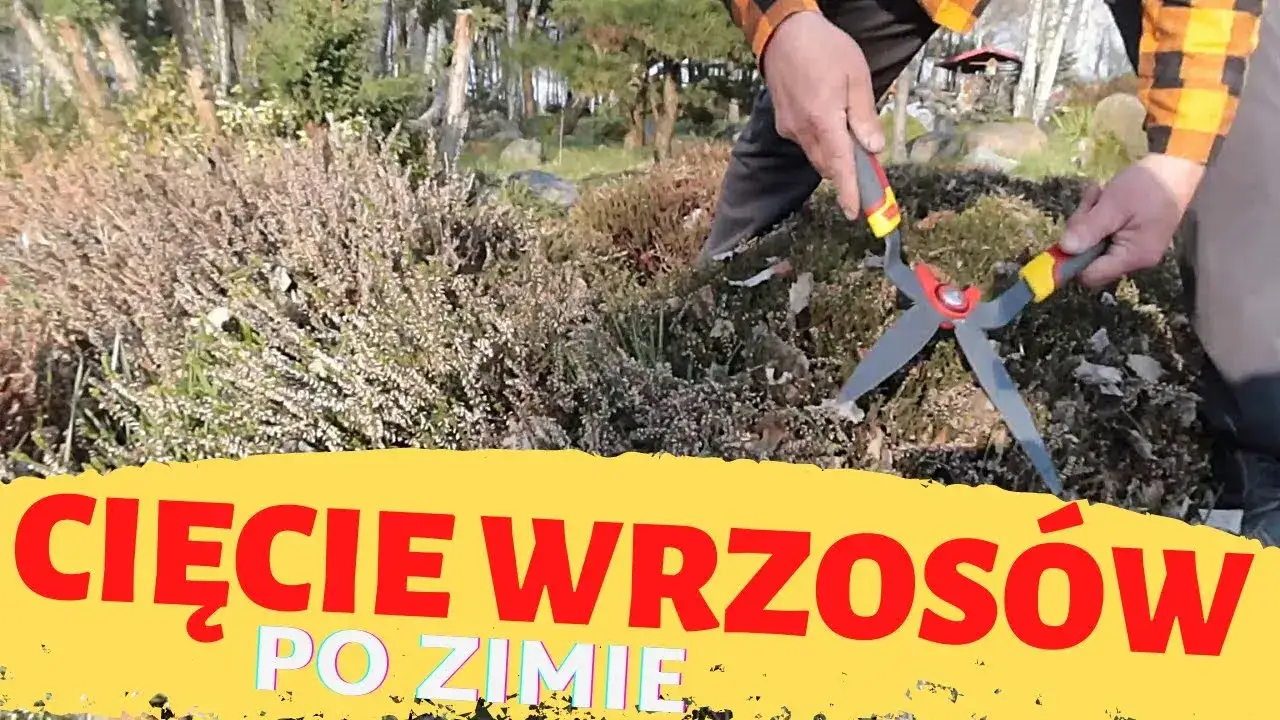 Zdjęcie Jak przycinać wrzosy po zimie, aby uniknąć błędów i wspierać wzrost