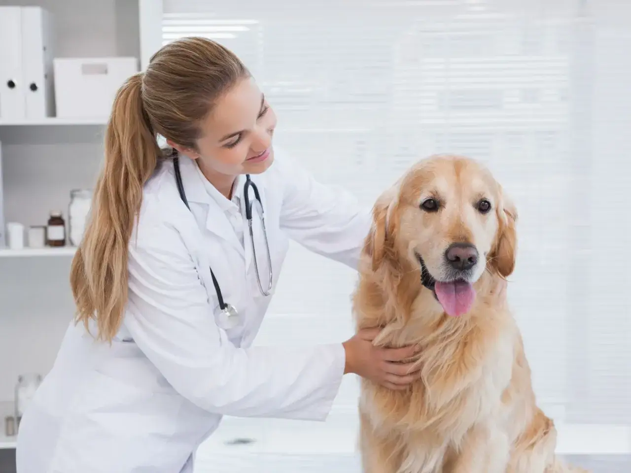 Zdjęcie Ile zarabia weterynarz w Szwajcarii? Prawda o zarobkach i kosztach życia