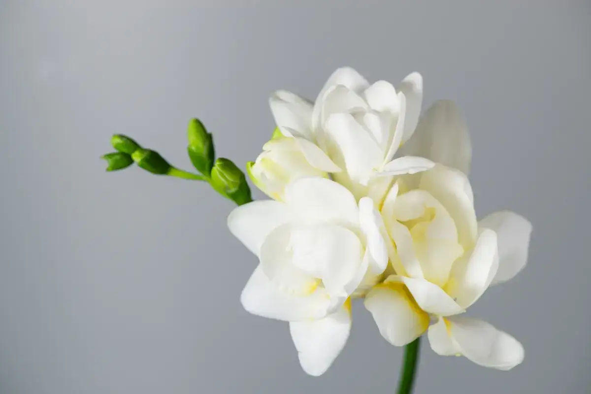 Zdjęcie Jak pielęgnować frezje w doniczce, aby pięknie kwitły przez cały sezon