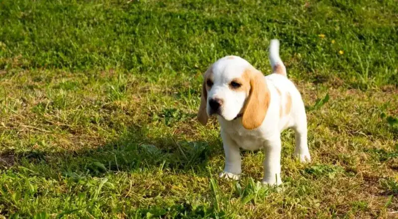 Zdjęcie Szczeniak co trzeba wiedzieć: uniknij najczęstszych błędów w opiece