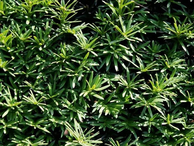 Zdjęcie Z czego żywopłot całoroczny? Najlepsze rośliny na trwałą zieleń