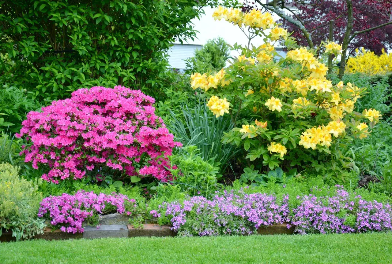 Zdjęcie Czy azalia doniczkowa nadaje się do ogrodu? Warunki uprawy i pielęgnacja