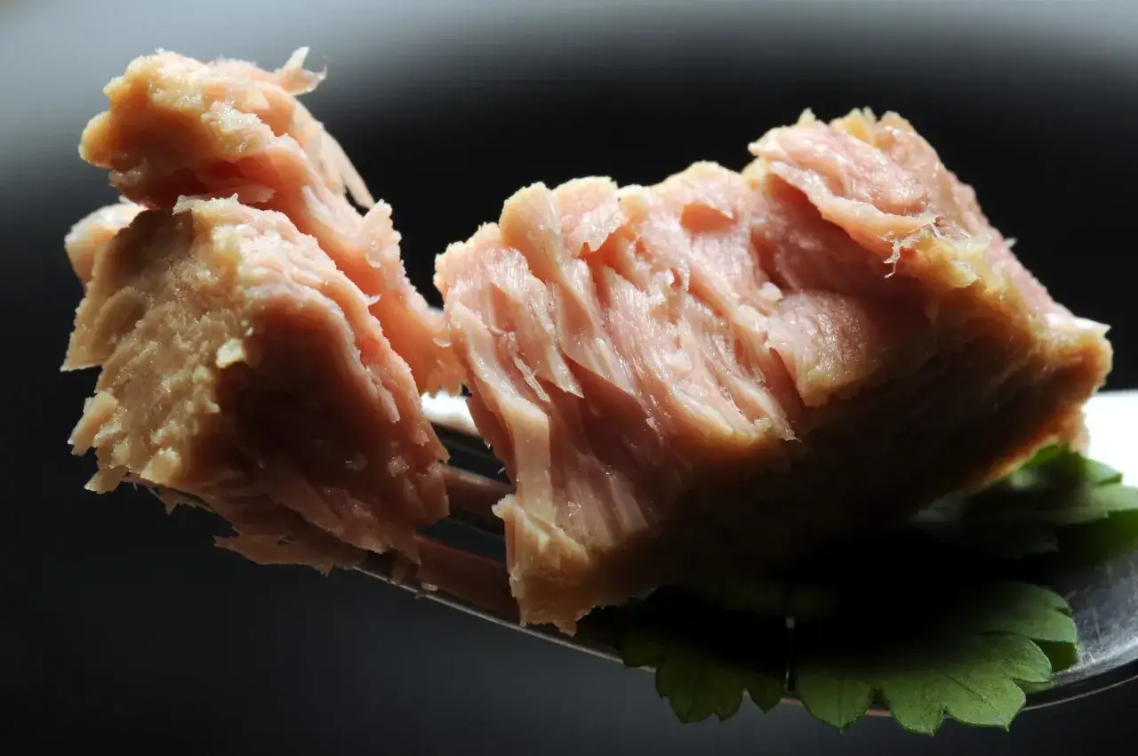 Zdjęcie Czy pies może jeść tuńczyka z puszki? Sprawdź, co musisz wiedzieć