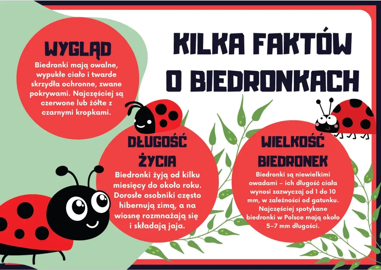 Zdjęcie Najciekawsze zagadki o biedronce dla dzieci w wieku przedszkolnym