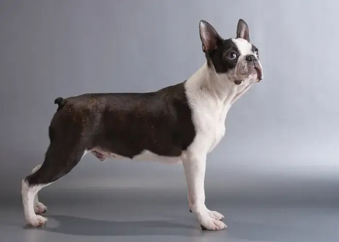 Zdjęcie Popularne rasy wielkogłowe - poznaj cechy i charakter tych wyjątkowych psów