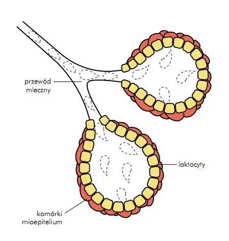 Zdjęcie Jak szybko produkuje się pokarm w piersiach i jak zwiększyć laktację naturalnie