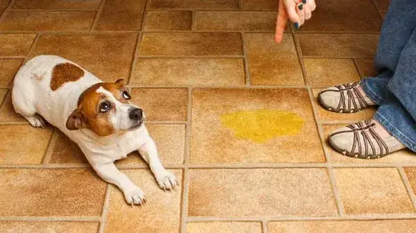 Zdjęcie Jak wytresować psa w domu - skuteczne metody dla szczeniaka