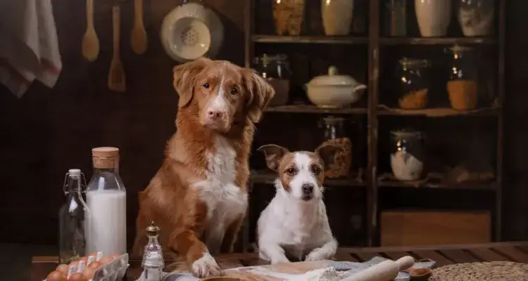 Zdjęcie Czy pies może jeść nabiał? Bezpieczne produkty i objawy nietolerancji