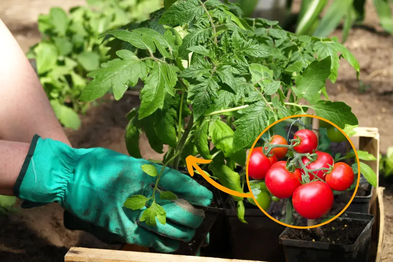 Zdjęcie Kiedy sadzić pomidory koktajlowe do gruntu? Poradnik ogrodnika