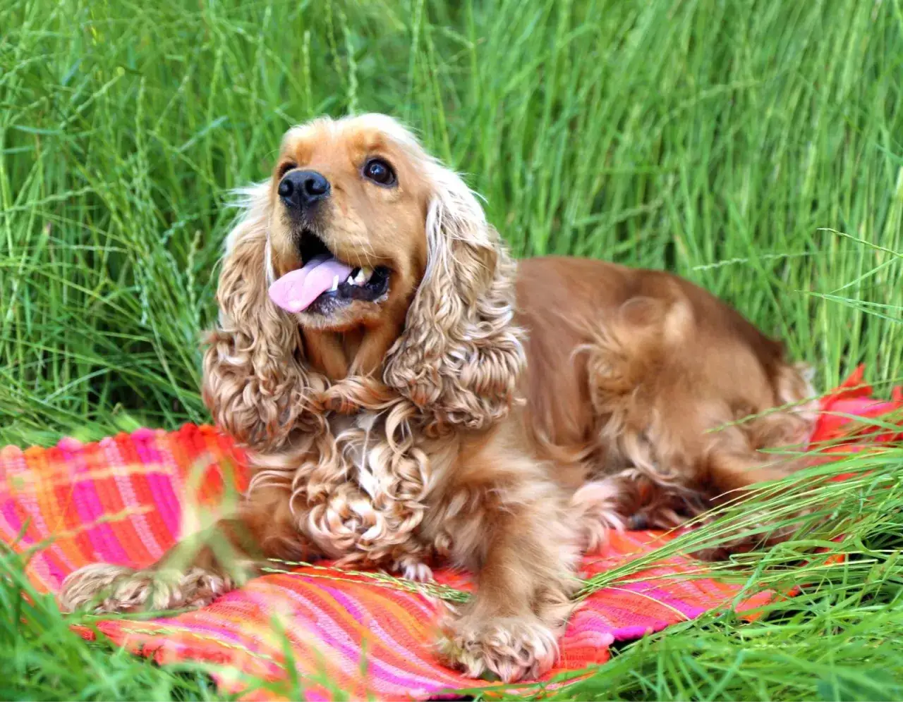 Zdjęcie Cocker spaniel czy gubi sierść? Oto co musisz wiedzieć o linieniu