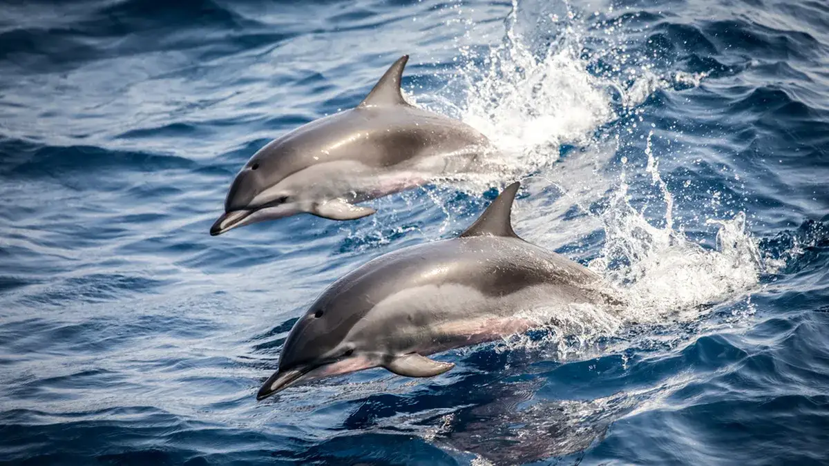 Zdjęcie Delfiny w Bałtyku - fascynujące zjawisko, które zaskoczy każdego